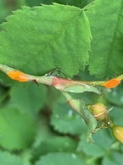 Phragmidium mucronatum