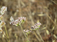 Euphilotes bernardino