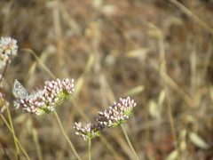 Euphilotes bernardino