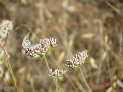 Euphilotes bernardino
