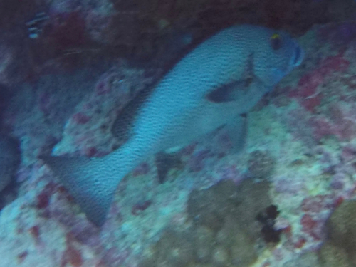 Plectorhinchus pica