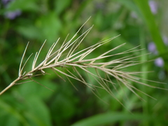 Elymus villosus