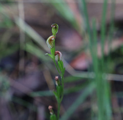 Pterostylis clivosa