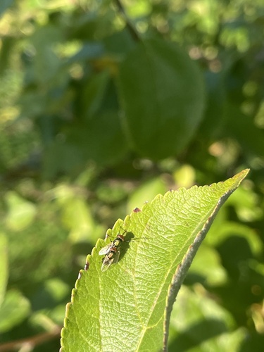 Picture-winged Fly photo 6