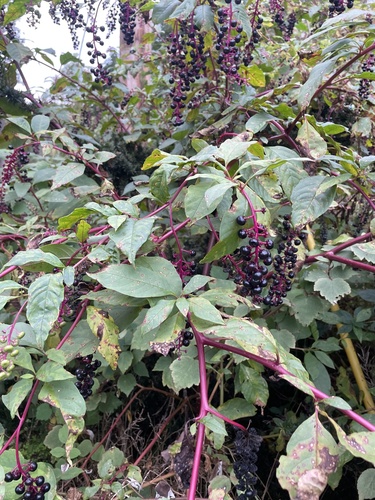 American pokeweed