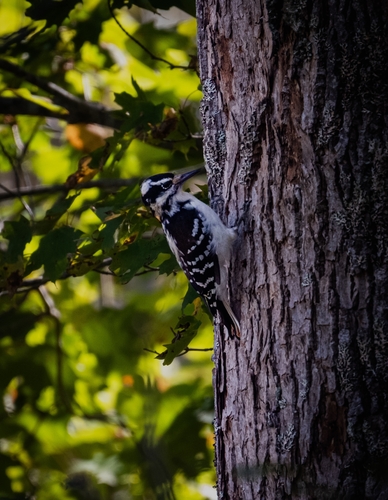 Hairy Woodpecker