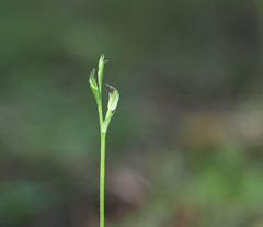 Pterostylis clivosa