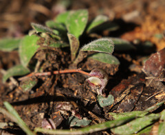 Corybas aconitiflorus