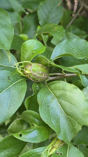 Hintonia latiflora, 2026-10-10