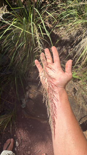 Muhlenbergia emersleyi, 2026-10-09