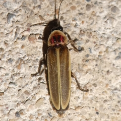 Photinus signaticollis