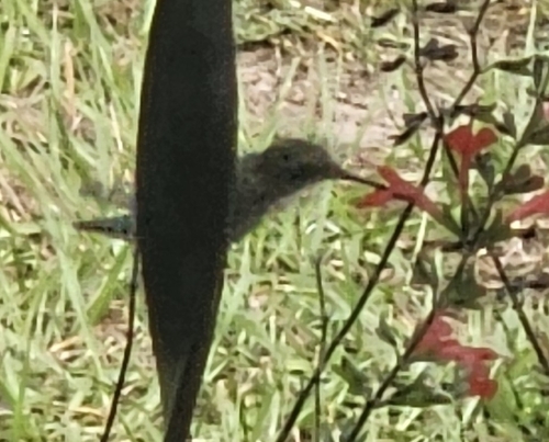 Ruby-throated Hummingbird observed by fernservations