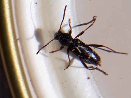Canada Long-horned Beetle