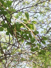 Jatropha sympetala