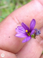Sisyrinchium scabrum