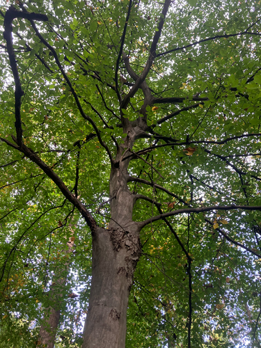 American hornbeam