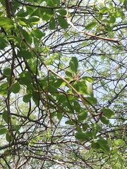 Jatropha sympetala