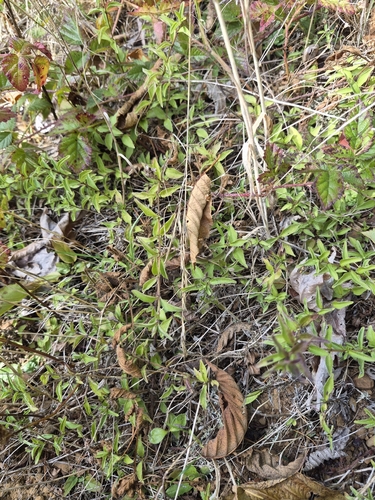 Whipplea modesta observed 2026-10-10