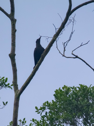 Corvus enca observed 2026-10-08