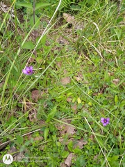 Sisyrinchium scabrum