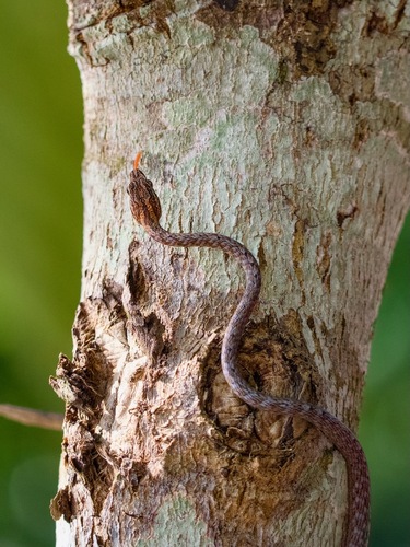 Dryophiops rubescens observed 2026-10-06