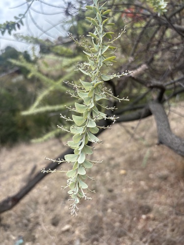 Acacia cultriformis observed 2026-10-10