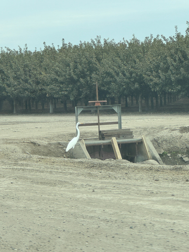 Great Egret