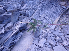 Brassica elongata pinnatifida
