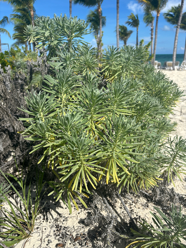 Tournefortia gnaphalodes, 2026-10-10