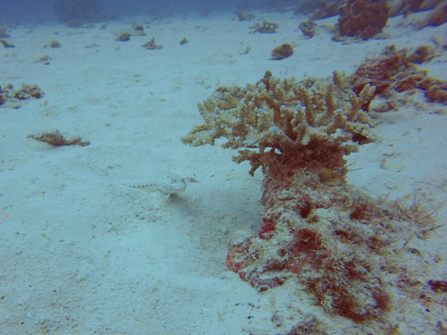Parapercis clathrata