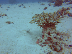 Parapercis clathrata