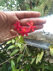Epidendrum × obrienianum