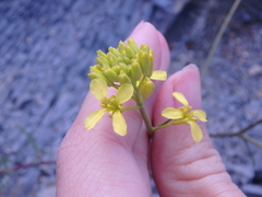 Brassica elongata pinnatifida