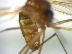 Culex quinquefasciatus