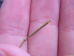 Brassica elongata pinnatifida
