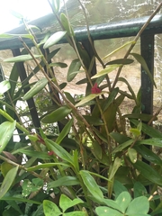 Epidendrum × obrienianum