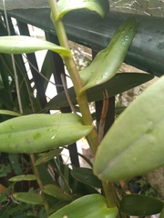 Epidendrum × obrienianum