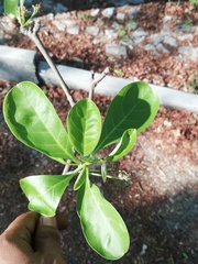 Jatropha sympetala