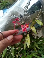 Epidendrum × obrienianum
