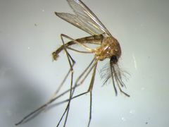 Culex quinquefasciatus