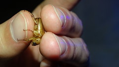 Amphimallon