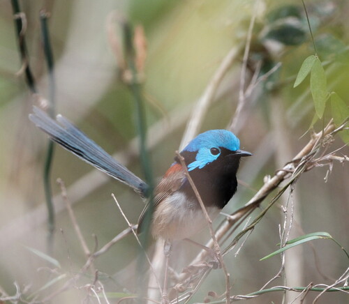 Variegated Fairywren