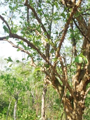 Jatropha sympetala