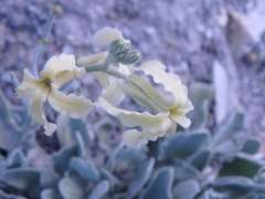 Matthiola odoratissima