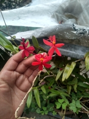 Epidendrum × obrienianum