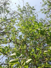 Jatropha sympetala