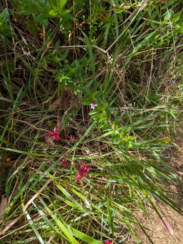 Lythrum maritimum observed 2026-09-29