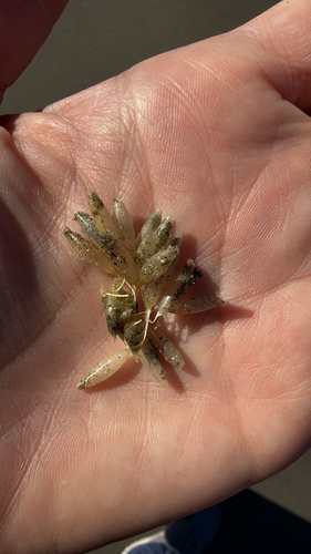 Nucella lamellosa observed 2026-10-10