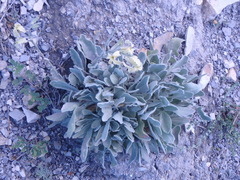 Matthiola odoratissima