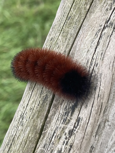 Isabella Tiger Moth